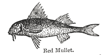Eliza Acton Red Mullet