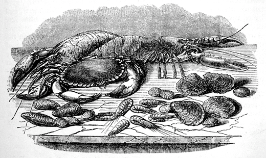 Eliza Acton Shell-fish