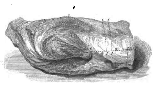 Eliza Acton Carving a Quarter of Lamb