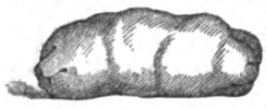 Eliza Acton Carving a Calf Head