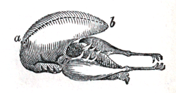 Eliza Acton Carving a Partridge