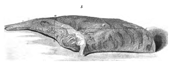 Eliza Acton Carving a Haunch of Venison