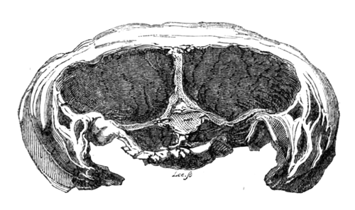 Image of Soyer's new mutton chop, a Barnsley chop