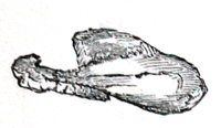 Eliza Acton, Trussed Turkey 1