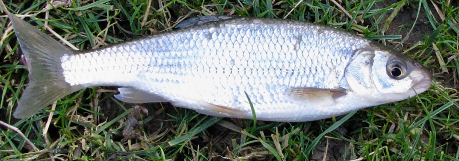 common dace on a riverbank