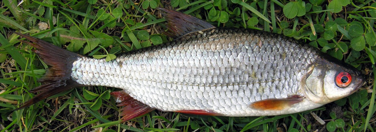 common roach on the river bank