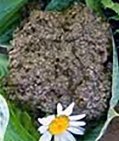 Oxeye daisy pesto on a bed of plantain leaves garnished with an oxeye daisy flower