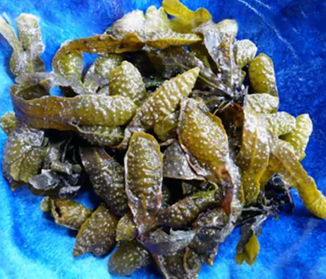 spiral wrack capers in the base of a blue bowl