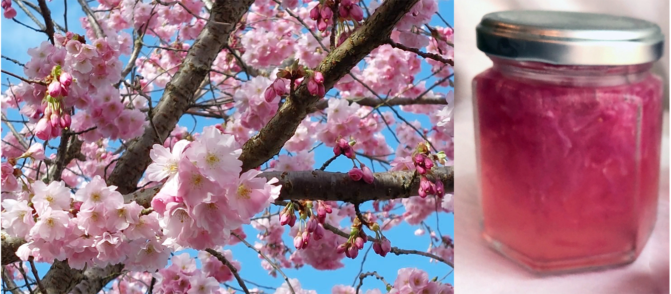 sprays of cherry blossoms on the tree (left) and a jar of cherry blossom jam (right)