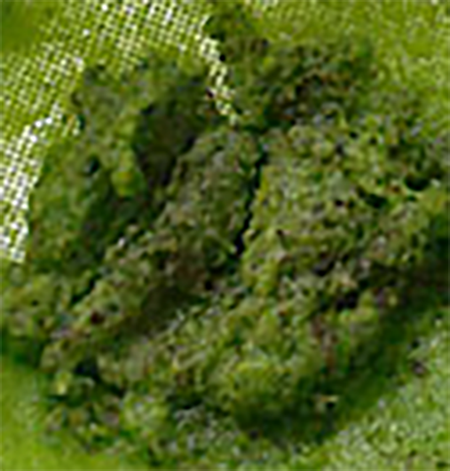 greening made from spinach leaves shown as clumps in a sieve