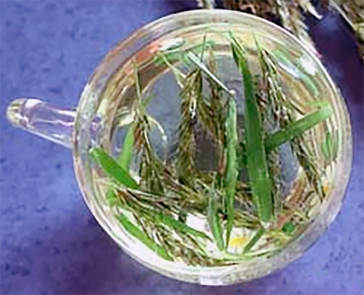 glass cup full of hot water with sweet vernal grass flower stems in the base