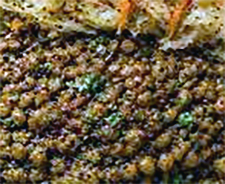 vospov kheema, brown lentils with bulghur wheat and onions served on a plate