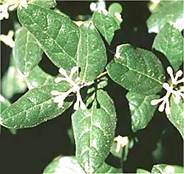 boldo plant leaves