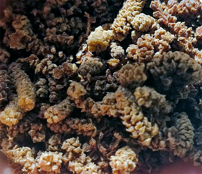 Pile of whole candied catkins