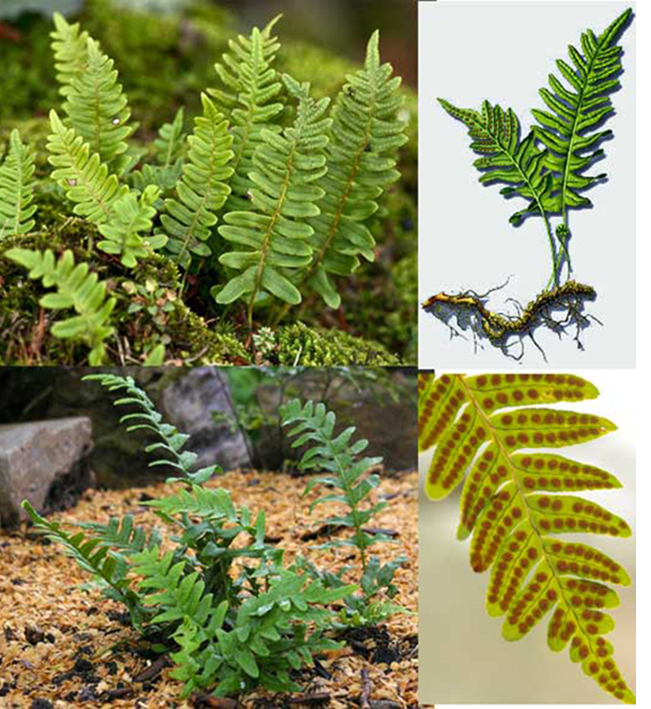 Common Polypody (Polypodium vulgare) showing views of the entire plant, its rhizome and leave and its spores