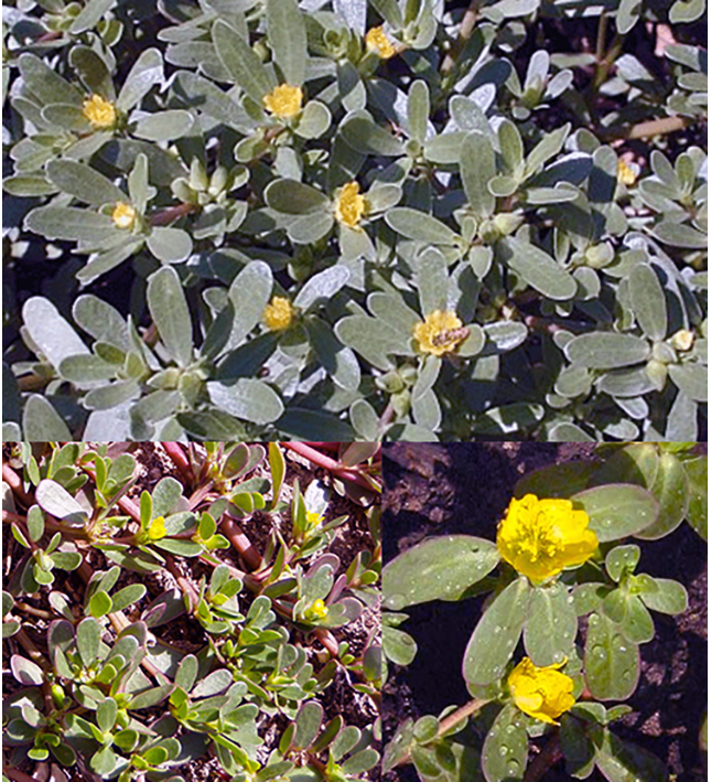 Common purslane (Portulace oleracea), showing a mature plant along with the leaves of a young plant and a close-up of the flowers