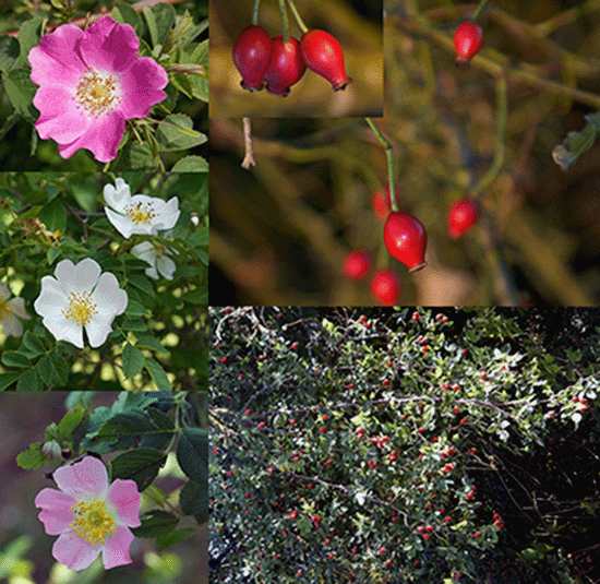 Dog Rose (Rosa canina) including the whole plant, images of the fruit (rose hips) and various colours of flower