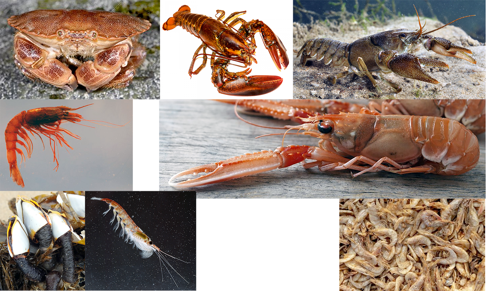 The most commonly consumed crustaceans