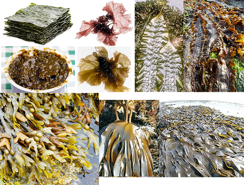 Examples of edible seaweed.