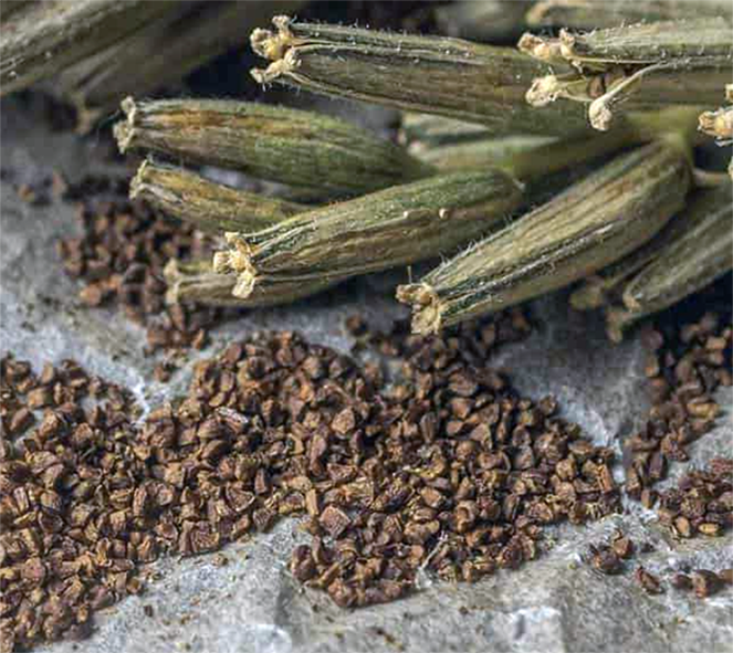 evening primrose seeds and seed heats on a sheet of greaseproof paper