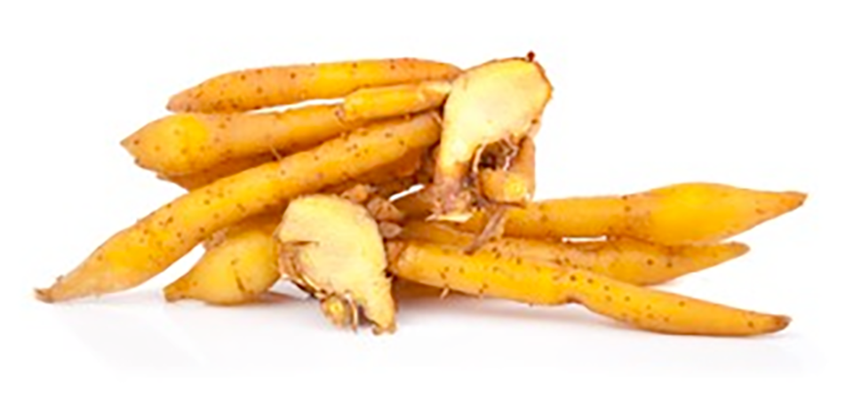fingerroot roots