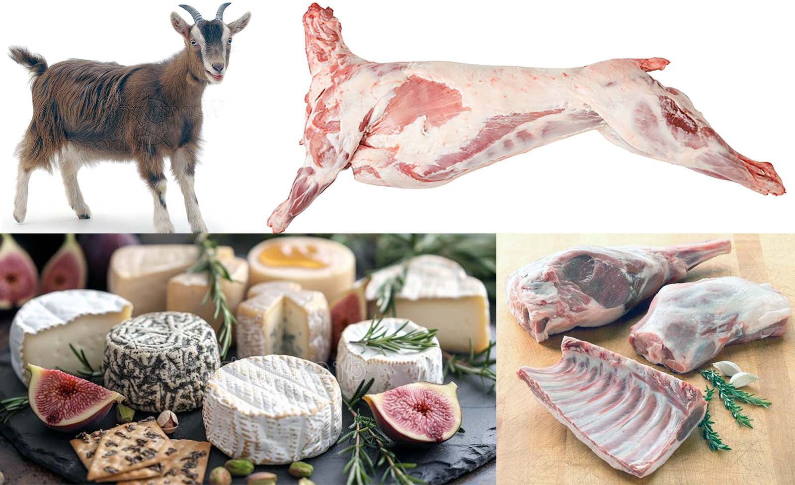 A goat, goat meat and goat cheese.