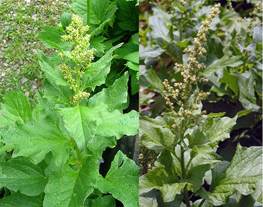 Good King Henry (Chenopodium bonus-henricus), showing a young and a mature plant