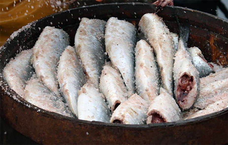 herring salting in a cast iron drum