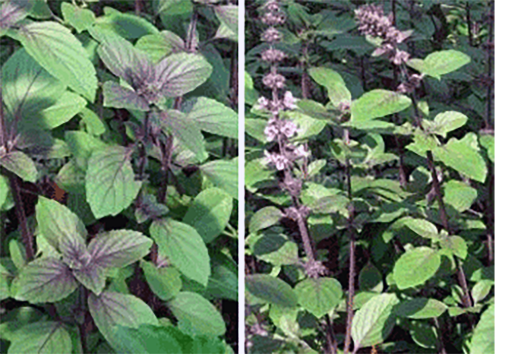 African blue basil plants