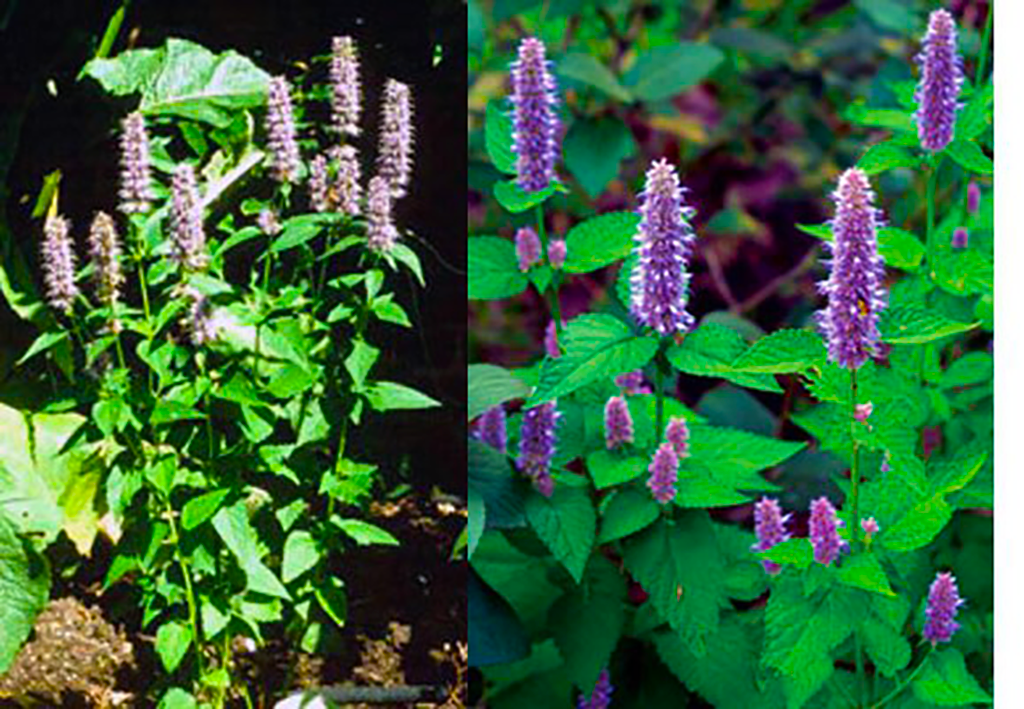 Anise Hyssop whole plant and close up of leaves and flowers