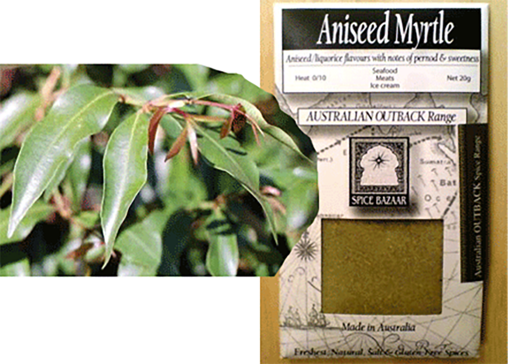 aniseed myrtle leaves and powder
