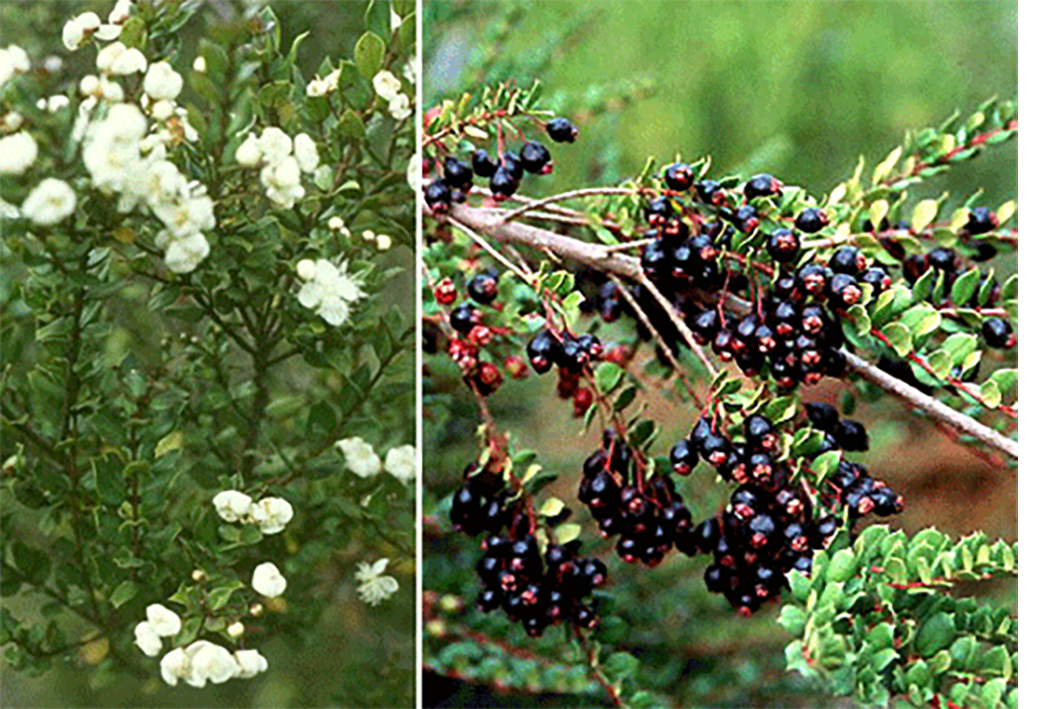 Arrayan, plant in flower and plant fruit