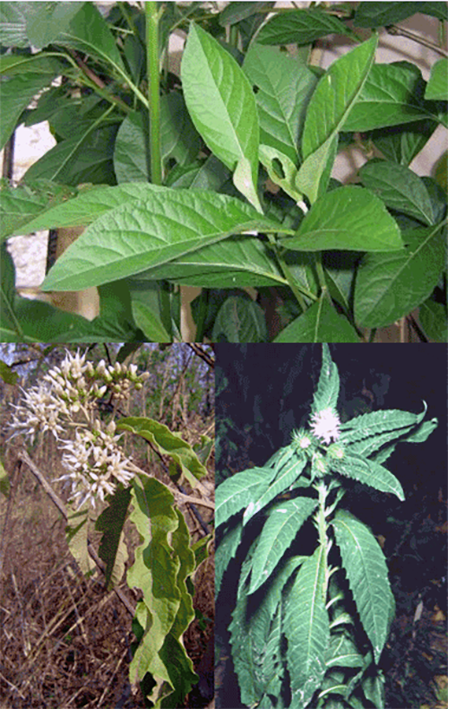 bitterleaf plants and leaves