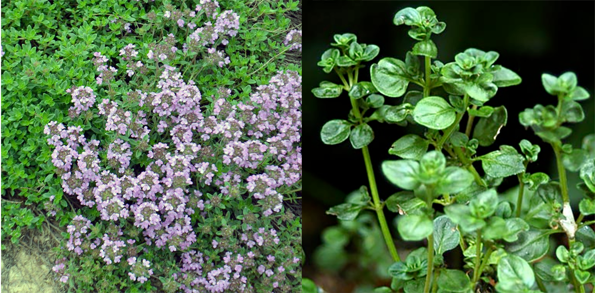 sprigs of lemon thyme