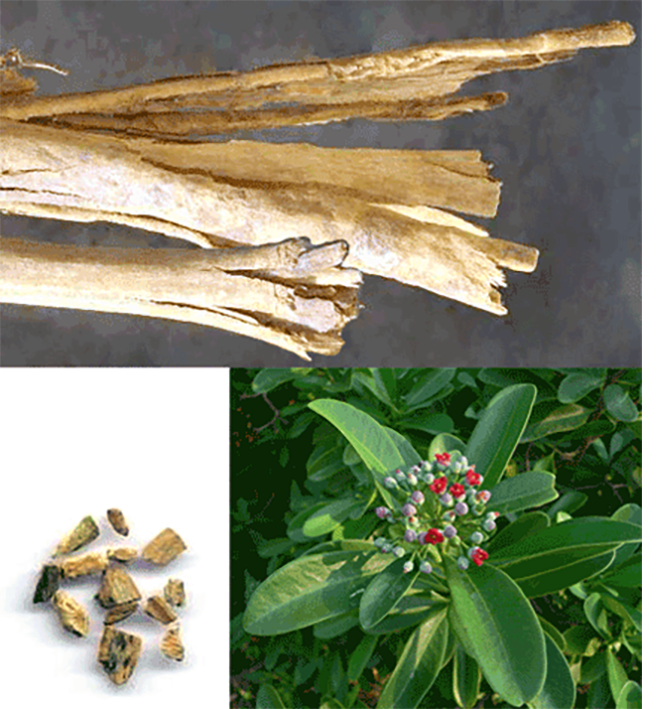 Flowering branch, bark and chopped bark of canella, white cinnamon
