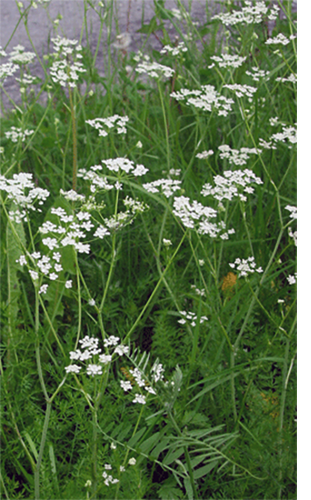 Caraway plants in flower