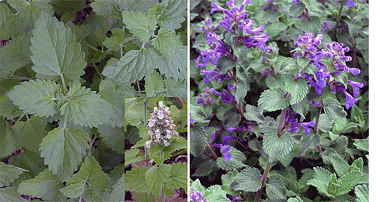 catnip (left) and catmint (right)