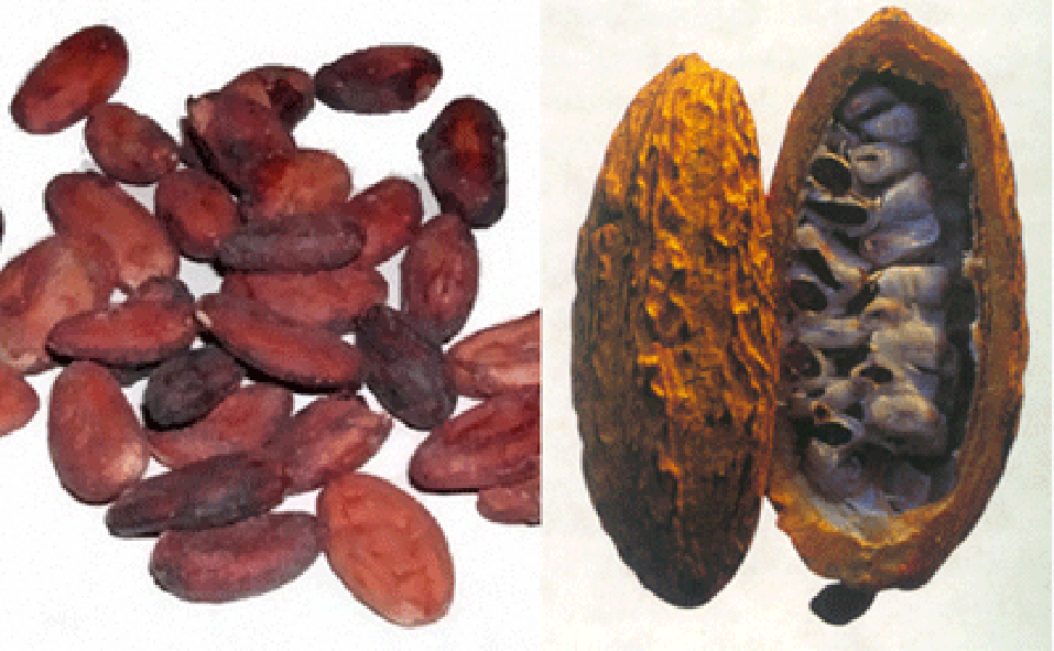 processed cocoa beans and raw beans in the pod