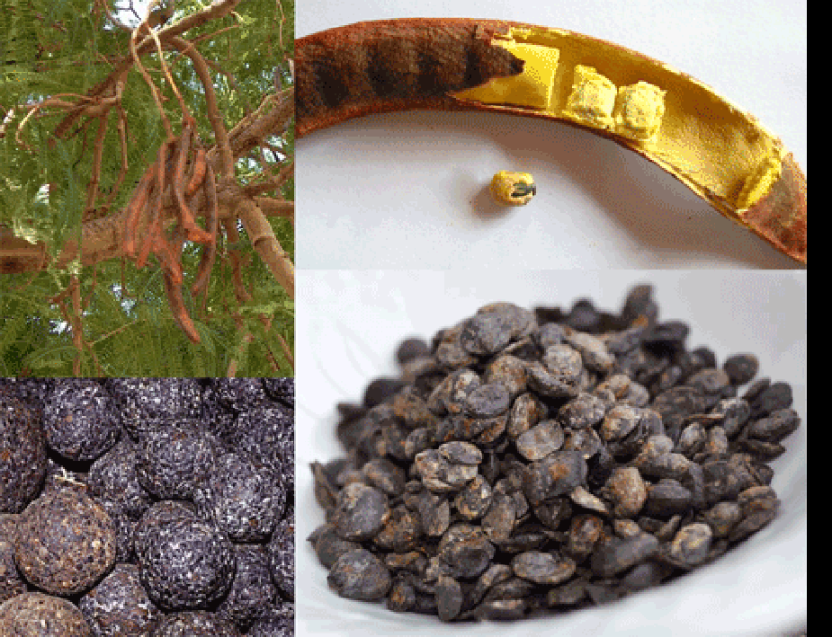 seed pots, extracted seeds and shaped iru made from dawadawa