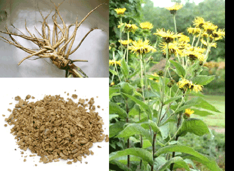 Root, ground root and elcampane plant