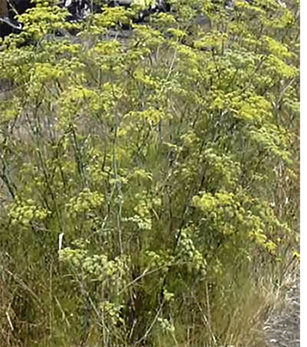 Fennel whole plant and flower.