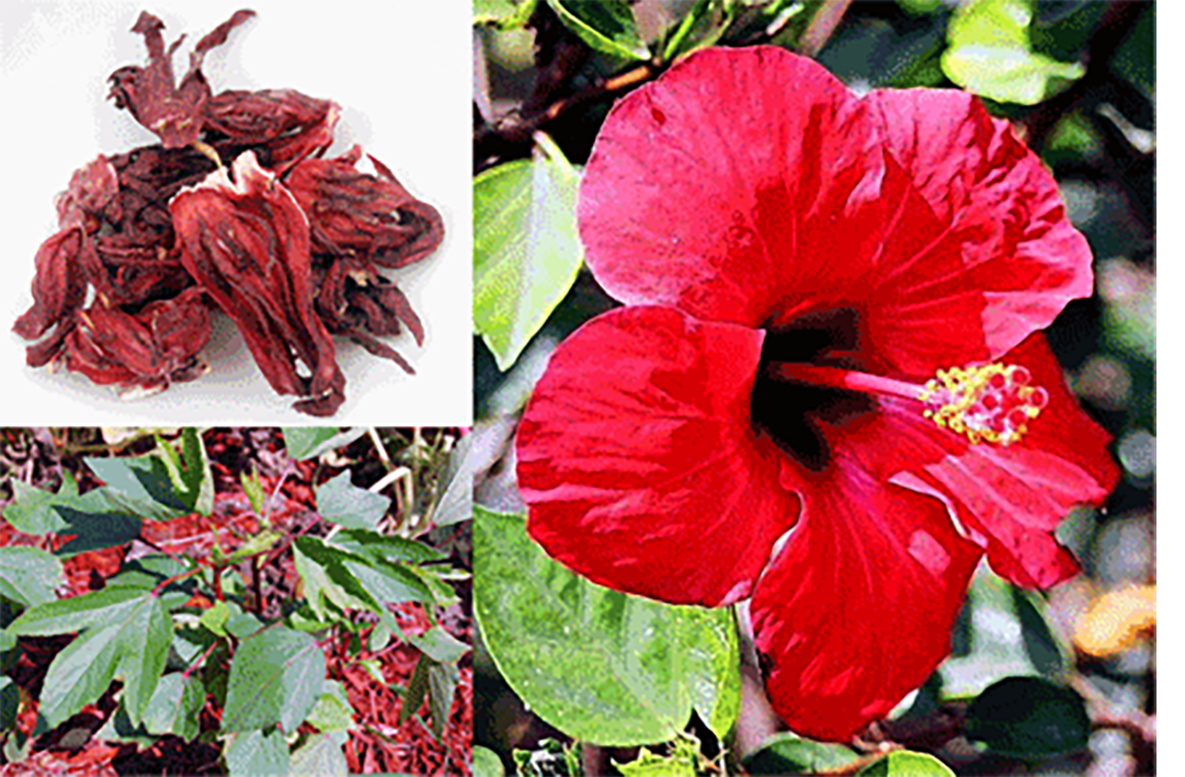 dried hibiscus flowers, hibiscus leaf, open fresh hibiscus flower