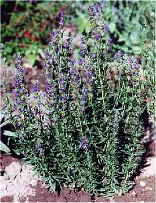 whole flowering hyssop plant