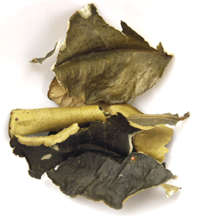 two dried kaffir lime leaves