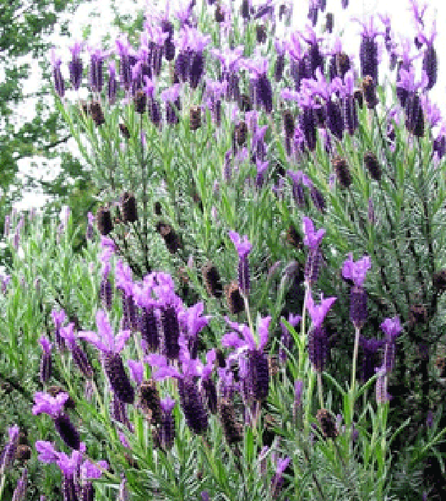Flowering lavender plant
