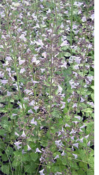 Lesser calamint plants in flower