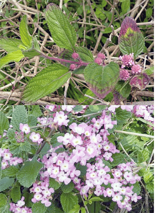 bushy lippia, Lippia alba leaves and flowers