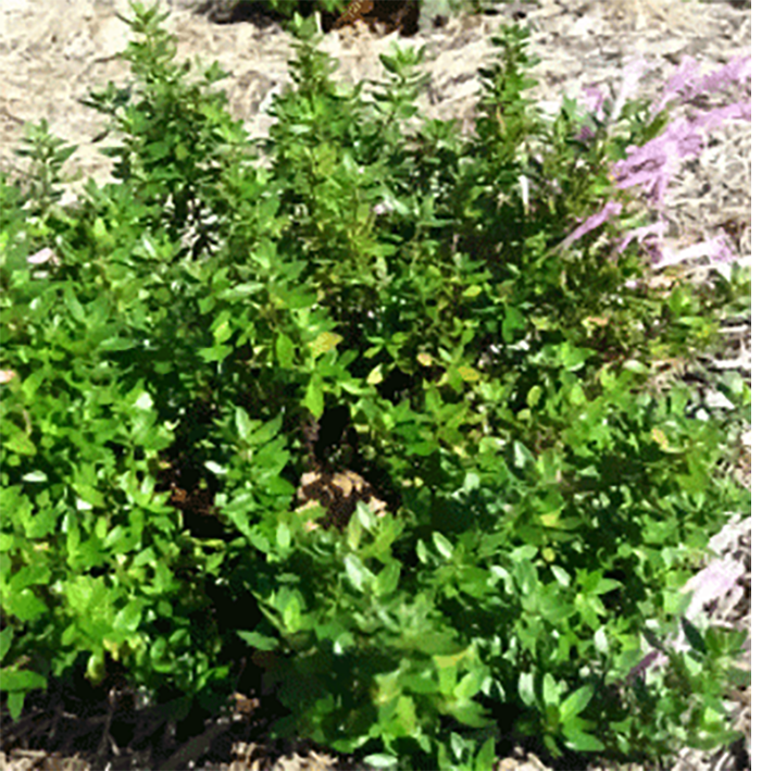 mexican oregano bush