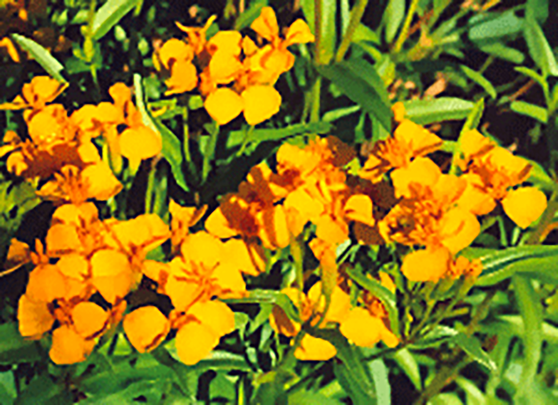 Mexican tarragon in flower