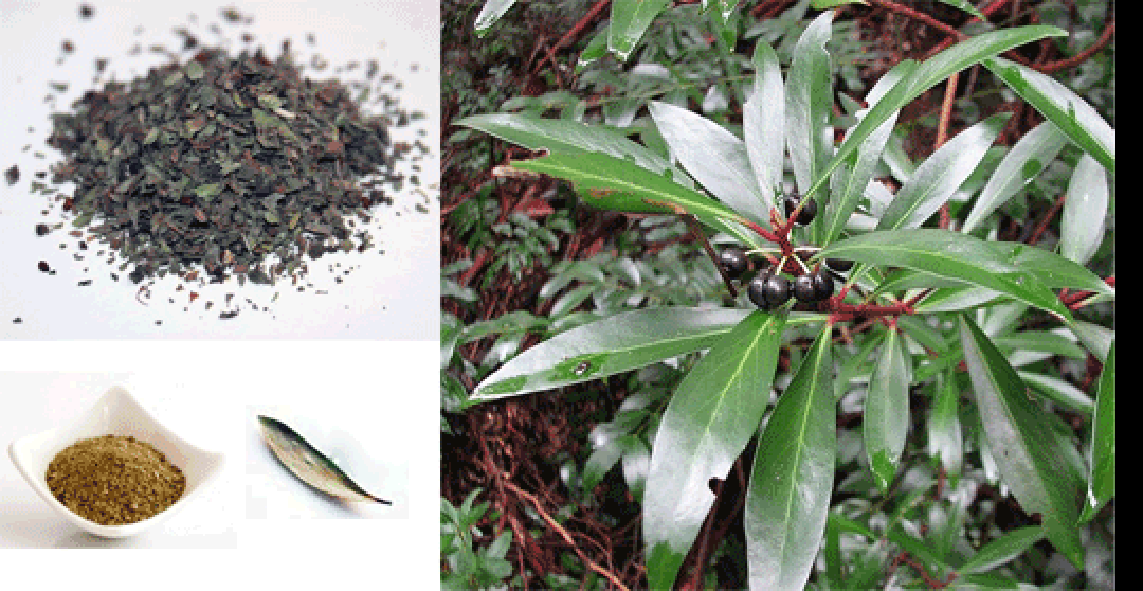 Mountain Pepperleaf fresh and dried leaves and powdered leaves